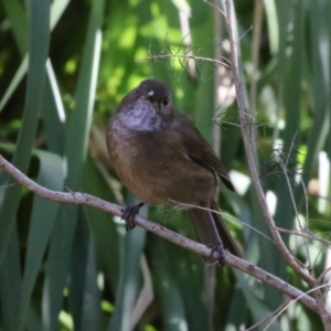 Pachycephala olivacea at Acton, ACT - 4 May 2023