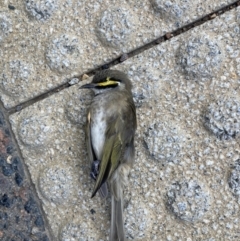 Caligavis chrysops (Yellow-faced Honeyeater) at City Renewal Authority Area - 3 May 2023 by JohnGiacon