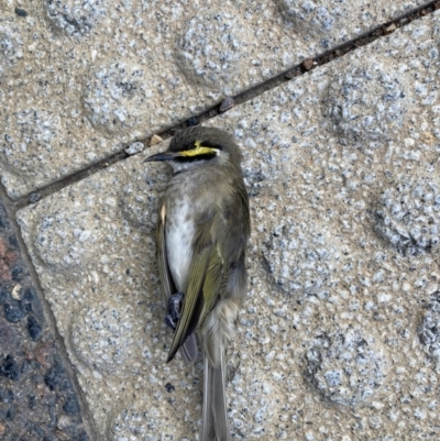 Caligavis chrysops (Yellow-faced Honeyeater) at City Renewal Authority Area - 3 May 2023 by JohnGiacon