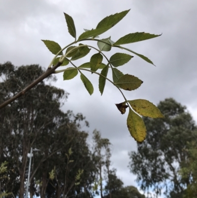 Fraxinus angustifolia (Desert Ash) at Lake Ginninderra - 2 May 2023 by rainer