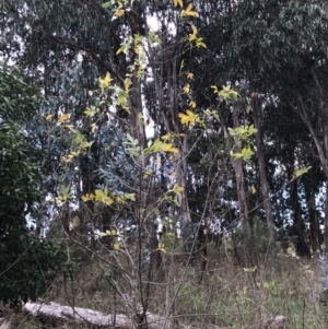 Fraxinus angustifolia at Belconnen, ACT - 3 May 2023 09:40 AM