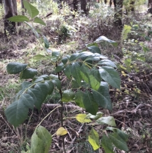 Fraxinus angustifolia at Belconnen, ACT - 3 May 2023 09:40 AM