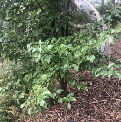 Pyrus calleryana (Callery Pear) at Bruce Ponds - 28 Mar 2023 by rainer