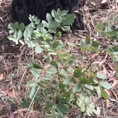 Fraxinus angustifolia (Desert Ash) at Kaleen, ACT - 16 Mar 2023 by rainer