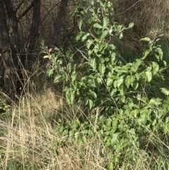 Pyrus calleryana (Callery Pear) at O'Connor Ridge to Gungahlin Grasslands - 15 Mar 2023 by rainer