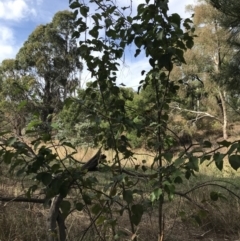 Pyrus calleryana at Kaleen, ACT - 16 Mar 2023