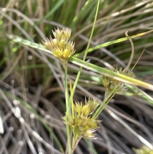 Juncus tenuis at Booth, ACT - 12 Jan 2022 03:43 PM