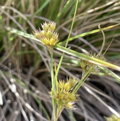 Juncus tenuis (Slender Rush) at Namadgi National Park - 12 Jan 2022 by JaneR