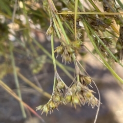 Juncus tenuis at Booth, ACT - 12 Jan 2022 03:43 PM