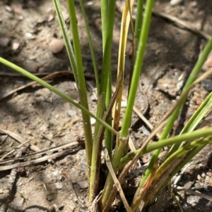 Juncus tenuis at Booth, ACT - 12 Jan 2022