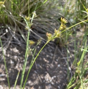 Juncus tenuis at Booth, ACT - 12 Jan 2022 03:43 PM