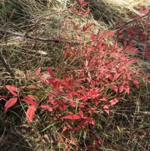 Nandina domestica at Hawker, ACT - 5 May 2023