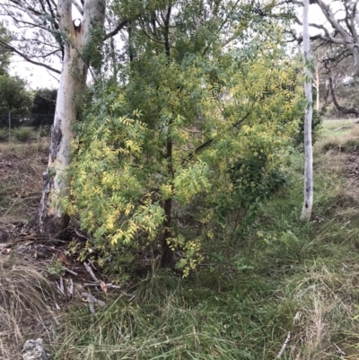 Fraxinus angustifolia (Desert Ash) at Bruce, ACT - 3 Apr 2023 by rainer