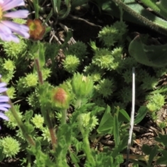 Scleranthus diander (Many-flowered Knawel) at Dry Plain, NSW - 15 Nov 2020 by AndyRoo