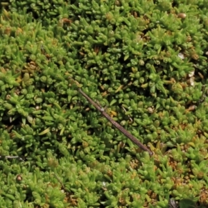 Scleranthus brockiei at Dry Plain, NSW - 15 Nov 2020 11:22 AM