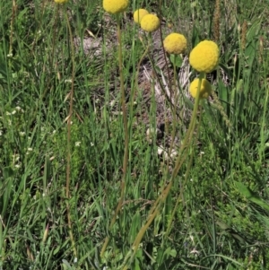 Craspedia variabilis at Dry Plain, NSW - suppressed