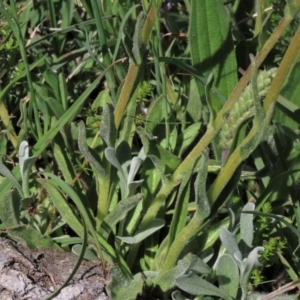 Craspedia variabilis at Dry Plain, NSW - suppressed