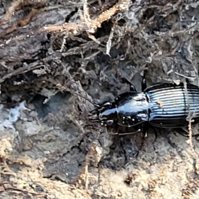 Pterostichini (tribe) (A Carabid beetle) at Stony Creek Nature Reserve - 5 May 2023 by trevorpreston