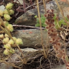 Scleranthus diander at Dry Plain, NSW - 17 Dec 2022