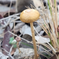 Protostropharia semiglobata (Dung Roundhead) at Carwoola, NSW - 5 May 2023 by trevorpreston