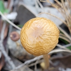 Protostropharia semiglobata at Carwoola, NSW - 5 May 2023