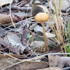 Protostropharia semiglobata at Carwoola, NSW - 5 May 2023 12:12 PM