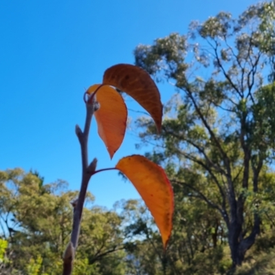 Pyrus ussuriensis (Manchurian Pear) at O'Malley, ACT - 5 May 2023 by Mike
