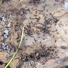 Formicidae (family) at Carwoola, NSW - 5 May 2023