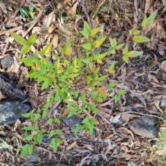 Nandina domestica (Sacred Bamboo) at O'Malley, ACT - 5 May 2023 by Mike