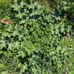 Silybum marianum (Variegated Thistle) at O'Malley, ACT - 5 May 2023 by Mike