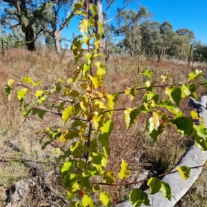 Pyrus sp. at O'Malley, ACT - 5 May 2023