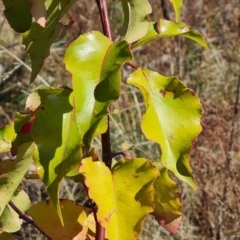 Pyrus sp. at O'Malley, ACT - 5 May 2023