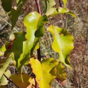 Pyrus sp. at O'Malley, ACT - 5 May 2023