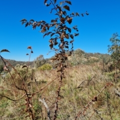 Prunus sp. (A Plum) at Scrivener Hill - 5 May 2023 by Mike