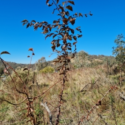 Prunus sp. (A Plum) at O'Malley, ACT - 5 May 2023 by Mike