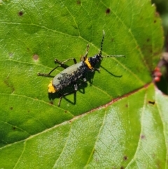 Chauliognathus lugubris (Plague Soldier Beetle) at O'Malley, ACT - 5 May 2023 by Mike