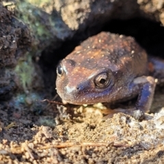 Limnodynastes dumerilii at Stony Creek Nature Reserve - 5 May 2023 by trevorpreston