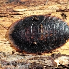Laxta granicollis (Common bark or trilobite cockroach) at Carwoola, NSW - 5 May 2023 by trevorpreston