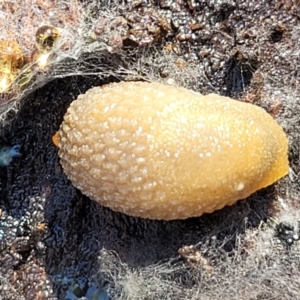 Arion intermedius at Carwoola, NSW - 5 May 2023