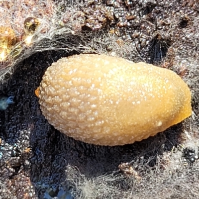 Arion intermedius (Hedgehog Slug) at Carwoola, NSW - 5 May 2023 by trevorpreston