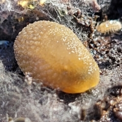 Arion intermedius at Carwoola, NSW - 5 May 2023