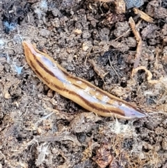 Anzoplana trilineata (A Flatworm) at Stony Creek Nature Reserve - 5 May 2023 by trevorpreston