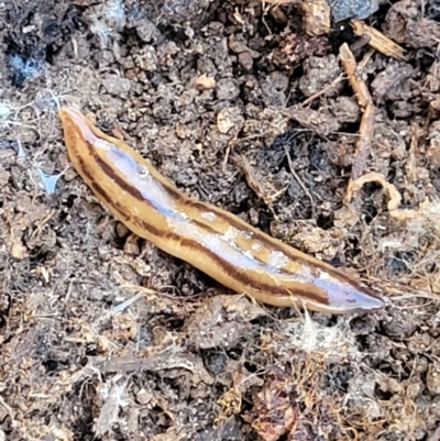 Anzoplana trilineata (A Flatworm) at Stony Creek Nature Reserve - 5 May 2023 by trevorpreston