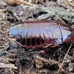 Platyzosteria similis at Carwoola, NSW - 5 May 2023 11:56 AM