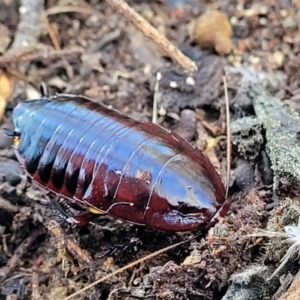 Platyzosteria similis at Carwoola, NSW - 5 May 2023 11:56 AM