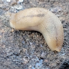 Ambigolimax nyctelia (Striped Field Slug) at Stony Creek Nature Reserve - 5 May 2023 by trevorpreston