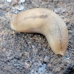 Ambigolimax sp. (valentius and waterstoni) (Striped Field Slug) at Carwoola, NSW - 5 May 2023 by trevorpreston