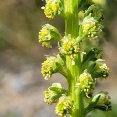 Reseda luteola (Weld) at Primrose Valley, NSW - 5 May 2023 by trevorpreston