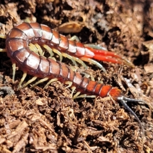 Cormocephalus aurantiipes at Captains Flat, NSW - 5 May 2023 11:10 AM