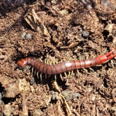 Cormocephalus aurantiipes at Captains Flat, NSW - 5 May 2023 11:10 AM